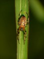 /album/arachnida/alpaida-veniliae-h-jpg/